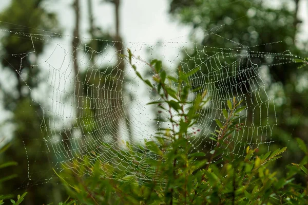 Spinnen Bauen Netze Speziell Insekten Einzufangen Und Fressen Sie Bestehen — Stockfoto