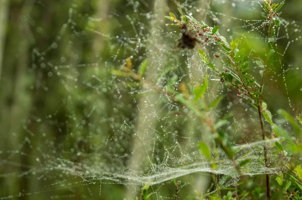 クモは食べるために昆虫を捕獲し捕獲するために特に網を構築する 天然繊維 タンパク質で構成されています 雨の日のクモの巣です美しい背景に焦点を当てています — ストック写真