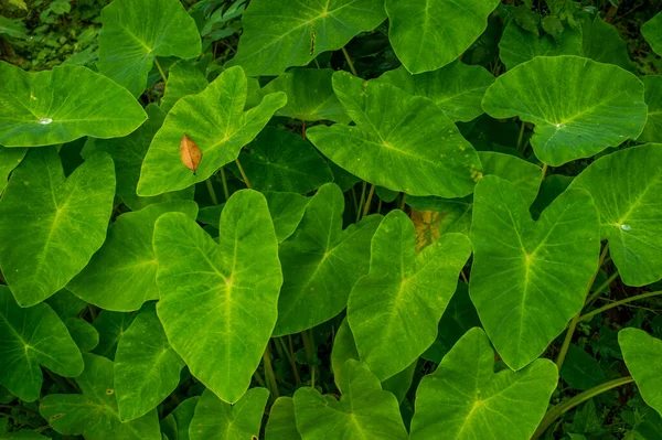 Colocasia Είναι Ποώδη Πολυετή Φυτά Ένα Μεγάλο Corm Πάνω Ακριβώς — Φωτογραφία Αρχείου