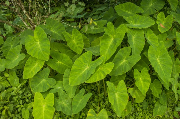 Colocasia Una Pianta Erbacea Perenne Con Grande Corpo Sopra Appena — Foto Stock