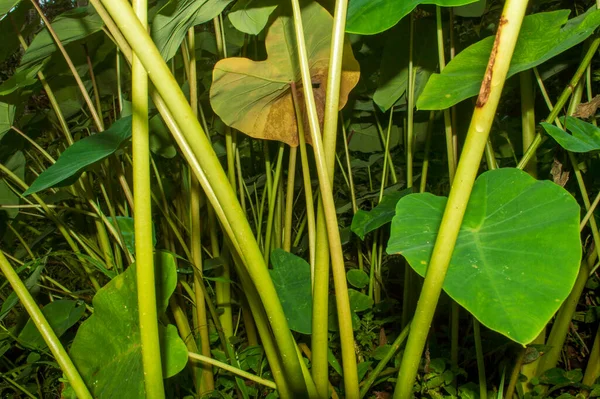 Colocasia Είναι Ποώδη Πολυετή Φυτά Ένα Μεγάλο Corm Πάνω Ακριβώς — Φωτογραφία Αρχείου
