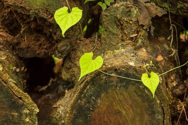 A creeper is a plant that grows very low to the ground or close to the wall or fence. Here is a creeper on woods forming a beautiful background