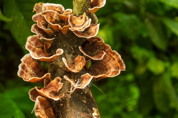 Hongo Descomposición Madera Digiere Madera Húmeda Haciendo Que Pudra Requiere —  Fotos de Stock