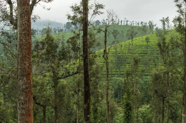 It is necessary to plant a mixture of different species of shade trees to avoid the damage of epidemic pests and diseases. Silver oak is the most preferred shade tree species in tea plantations. Here are some trees in the middle of tea plantations.