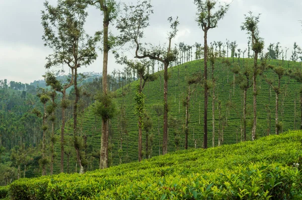 It is necessary to plant a mixture of different species of shade trees to avoid the damage of epidemic pests and diseases. Silver oak is the most preferred shade tree species in tea plantations. Here are some trees in the middle of tea plantations.