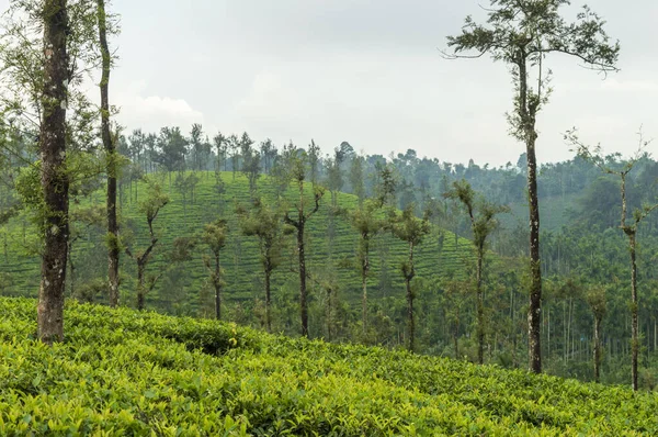 It is necessary to plant a mixture of different species of shade trees to avoid the damage of epidemic pests and diseases. Silver oak is the most preferred shade tree species in tea plantations. Here are some trees in the middle of tea plantations.