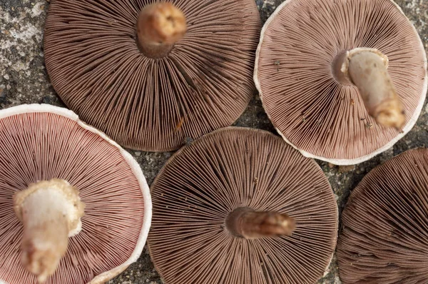 A mushroom is the fleshy, spore bearing fruiting body of a fungus, typically produced above ground, on soil. Mushrooms are a rich, low calorie source of fiber, protein and antioxidants. Here are group of mushrooms forming a beautiful background.