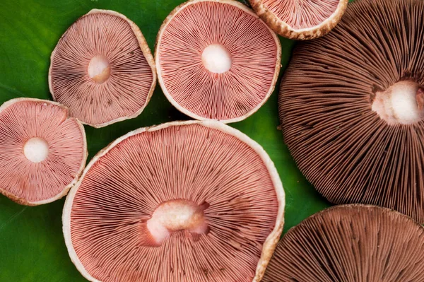 A mushroom is the fleshy, spore bearing fruiting body of a fungus, typically produced above ground, on soil. Mushrooms are a rich, low calorie source of fiber, protein and antioxidants. Here are group of mushrooms forming a beautiful background.