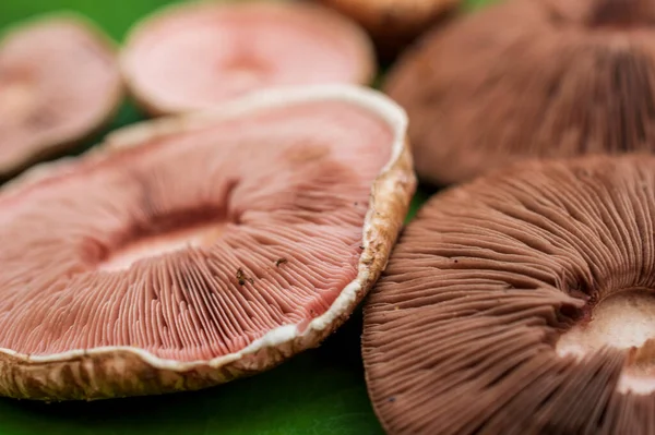 A mushroom is the fleshy, spore bearing fruiting body of a fungus, typically produced above ground, on soil. Mushrooms are a rich, low calorie source of fiber, protein and antioxidants. Here are group of mushrooms forming a beautiful background.