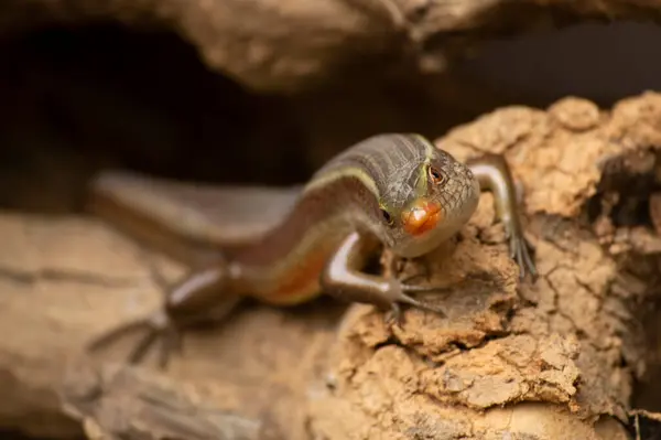 Les Lézards Sont Groupe Répandu Reptiles Qui Sont Des Animaux — Photo
