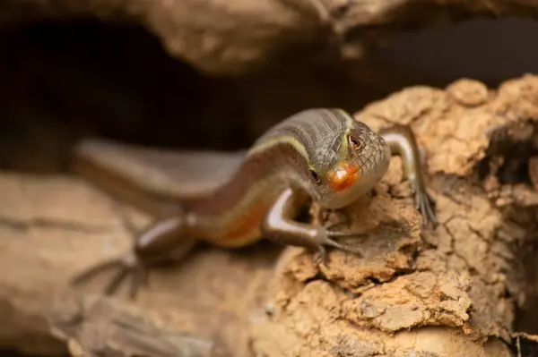 Lizards Widespread Group Reptiles Which Cold Blooded Animals Here Lizard — Stock Photo, Image