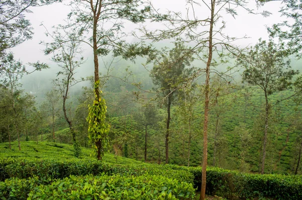 Het Noodzakelijk Een Mengsel Van Verschillende Soorten Schaduwbomen Planten Schade — Stockfoto