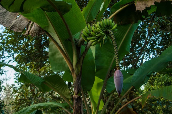 Banana plants are tropical and originate in rainforests so they need a lot of water and plenty of moisture in the air. Here is a tropical banana plant with its inflorescence and fruit forming a beautiful background.