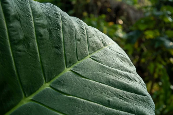 Colocasia is herbaceous perennial plants with a large corm on or just below the ground surface. They are an excellent source of dietary fiber and good carbohydrates. Here is a colocasia leaf with some parts in focus.