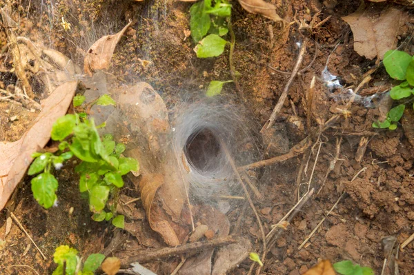 ファンネル網のクモは 特にファネルの形をした網を回転させるクモの多くの異なる種を指す クモが紡いだ漏斗状の網です — ストック写真