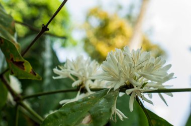 Küçük, kokulu beyaz çiçekler yaprakların ve dalların birleştiği yerde büyüyecek. Kahve çiçeklerinin kokusu harika derecede derindir ve gardenya gibi aşırı tatlı kokuların hiçbiri yoktur. Burada biraz kahve çiçeği var.