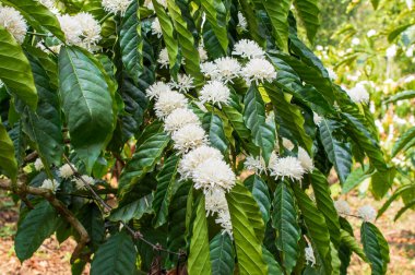 Küçük, kokulu beyaz çiçekler yaprakların ve dalların birleştiği yerde büyüyecek. Kahve çiçeklerinin kokusu harika derecede derindir ve gardenya gibi aşırı tatlı kokuların hiçbiri yoktur. Burada biraz kahve çiçeği var.