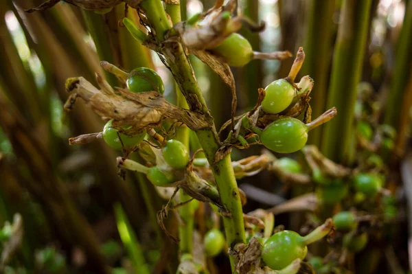 Cardamomo Verde Bom Para Diminuir Pressão Arterial Melhorar Respiração Ajudar — Fotografia de Stock