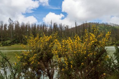 Gorse, İngiltere 'de yaygın olarak yaygın olarak kullanılan sağlam ve yemyeşil bir çalılıktır. İrlanda halk tıbbında yaygın olarak öksürük, soğuk algınlığı, boğaz ağrısı, astım, deri iltihabı vs. tedavisinde kullanılır. Burada Ooty 'deki dikenli bitkilerinde çok güzel gorse çiçekleri var.