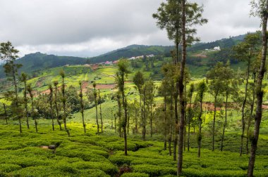 Salgın mikrop ve hastalıklardan korunmak için farklı gölge ağaçlarının bir karışımını dikmek gereklidir. Gümüş meşe ağacı, belki de çay tarlalarında en çok tercih edilen gölge ağaç türüne evrimleşmiştir. İşte çay tarlası. 