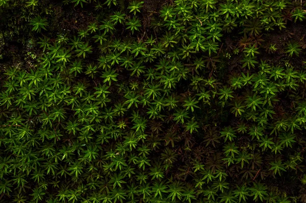 Skupina Malých Divokých Plevele Tvořící Krásné Textury Vzor Pozadí — Stock fotografie