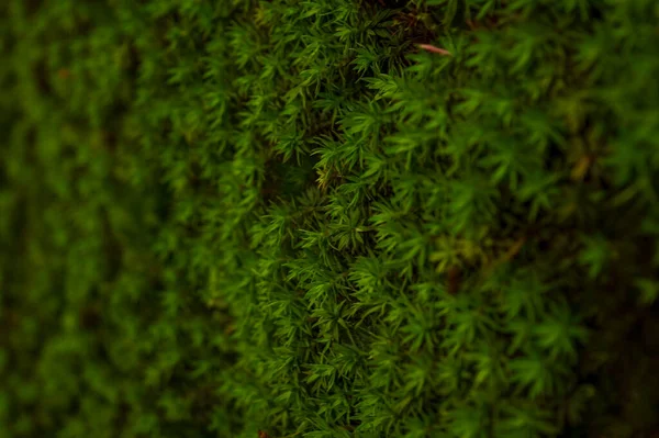 Skupina Malých Divokých Plevele Tvoří Krásné Textury Vzor Pozadí Některými — Stock fotografie