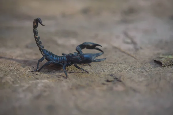 Tehlikeliyse akrebin kuyruğunun iğnesi vardır..