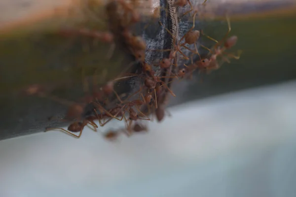 Les Fourmis Rouges Grimpent Sur Bambou Matin — Photo