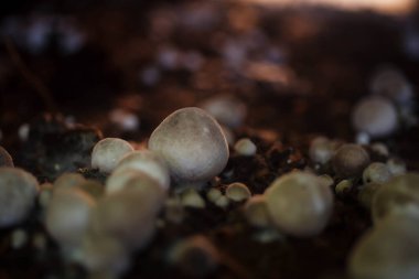 Küçük çiçekli saman mantarları güzel sabah güneşine ihtiyaç duyarlar..