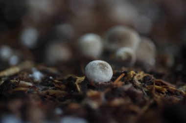 Küçük çiçek mantarları çok güzel büyüyor..