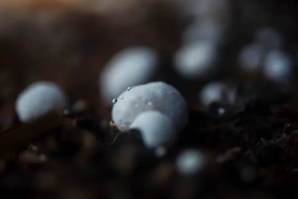 Su, saman mantarlarının üzerine güzel bir şekilde düşer..