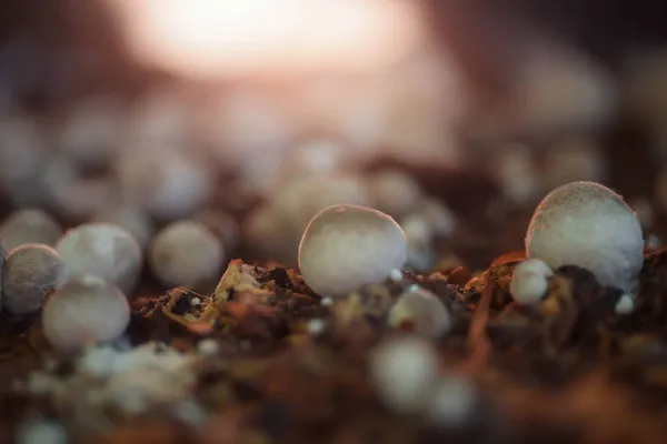 Cogumelos Palha Estão Florescendo Lindamente Pela Manhã — Fotografia de Stock