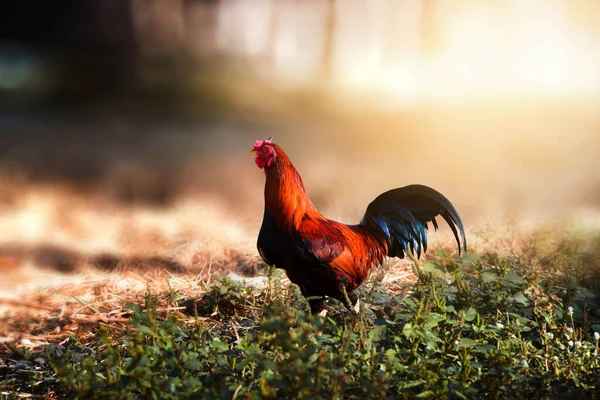 Dövüş horozları sabah çok güzel yürüyor..