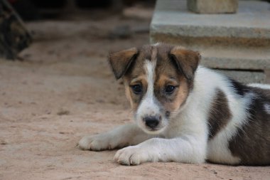 Yavru köpek sabahları çok tatlı görünüyor.