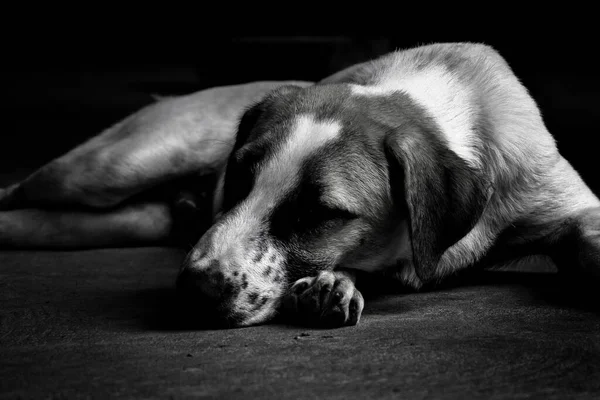 Köpek yalnız yatıyor..