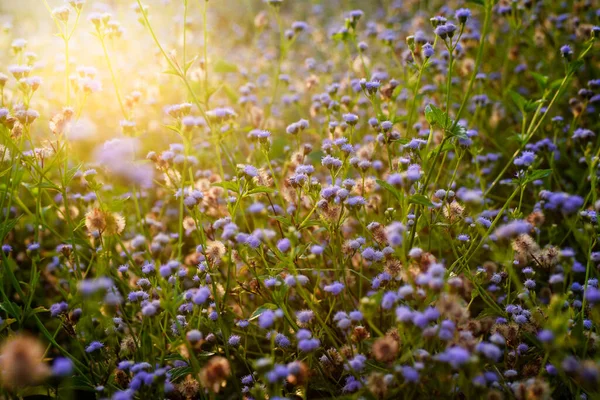 Das Gras Blüht Morgen Schön — Stockfoto