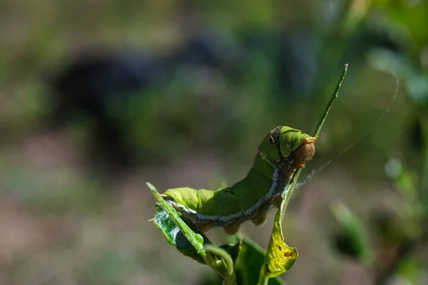 Green Caterpillar Perched Branch Beautifully — Φωτογραφία Αρχείου