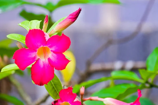 Pembe açelyalar güzel çiçek açıyor..