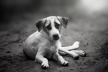 A black and white picture of a Thai puppy lying on the lawn in the morning cutely.