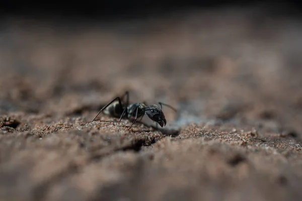 Black Ants Walking Beautifully Ground Morning — 图库照片