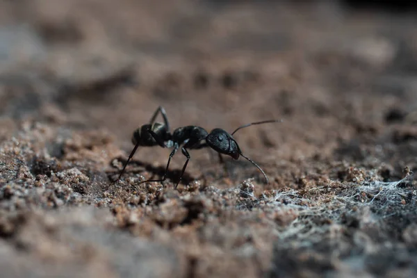 Μαύρα Μυρμήγκια Περπατούν Όμορφα Στο Έδαφος Για Φαγητό — Φωτογραφία Αρχείου