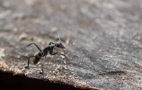 Black Ants Walking Beautifully Ground — Stock Fotó