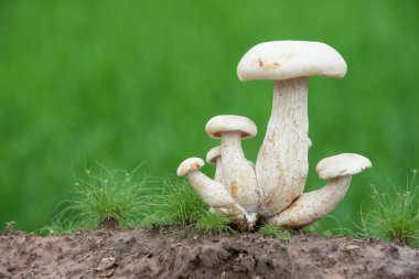Mud mushrooms born in nature are blooming beautifully.