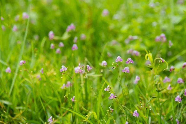 Die Lila Blüten Blühen Schön — Stockfoto