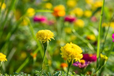 Kadife çiçekleri kışın güzel açar..