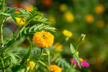 Kadife çiçekleri kışın güzel açar..