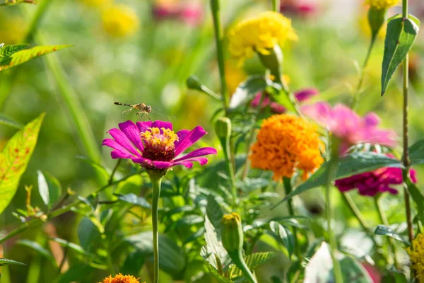 Bir yusufçuk güzel bir şekilde zinnia çiçeğinin üzerine tünedi..