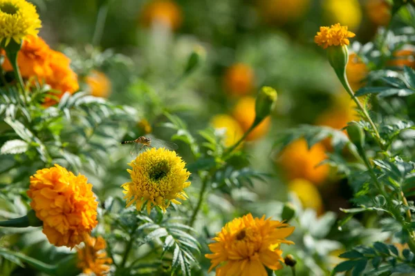 Yusufçuk Kadife Çiçeğinin Üzerine Güzelce Tünedi — Stok fotoğraf