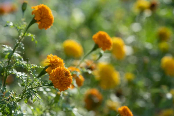 Marigolds Estão Florescendo Lindamente — Fotografia de Stock