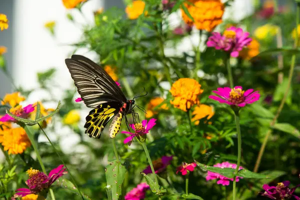 Sebzeler, zinnia çiçeklerine çok güzel konmuş..